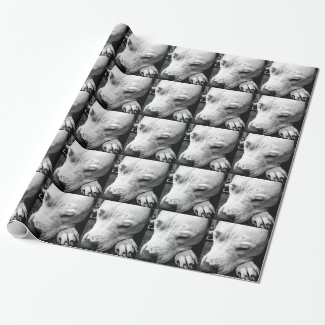 Papel De Regalo cicatriz de harry potter perro pit bull blanco (Desenrollado)