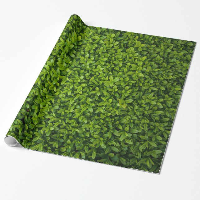 Papel De Regalo Ciérrese para arriba del seto verde claro (Desenrollado)