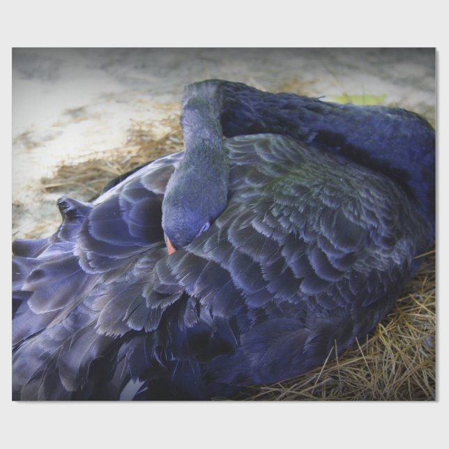 Papel De Regalo Cisne el dormir (Superficie plana)