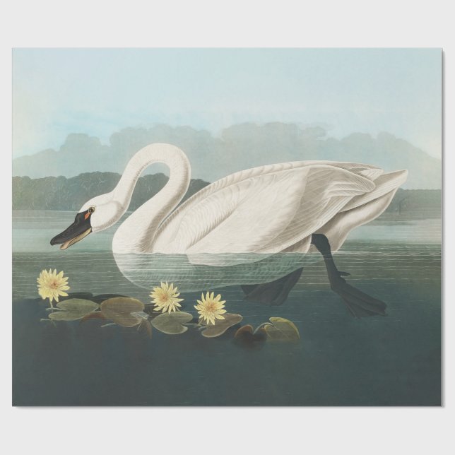 Papel De Regalo cisnes de agua blanca de cisne audubon (Superficie plana)