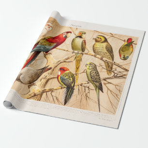 Papel De Regalo Cockatiel del Parakeet de Conure del Cockatoo del