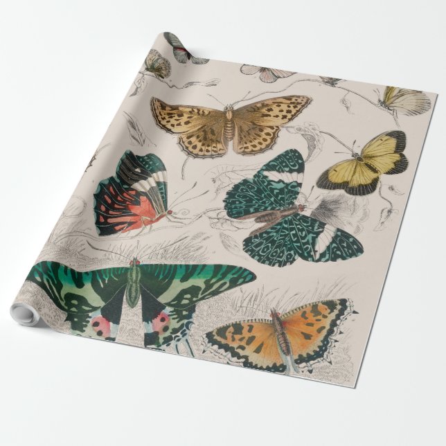 Papel De Regalo Colección de mariposa Mariposas antiguas (Desenrollado)