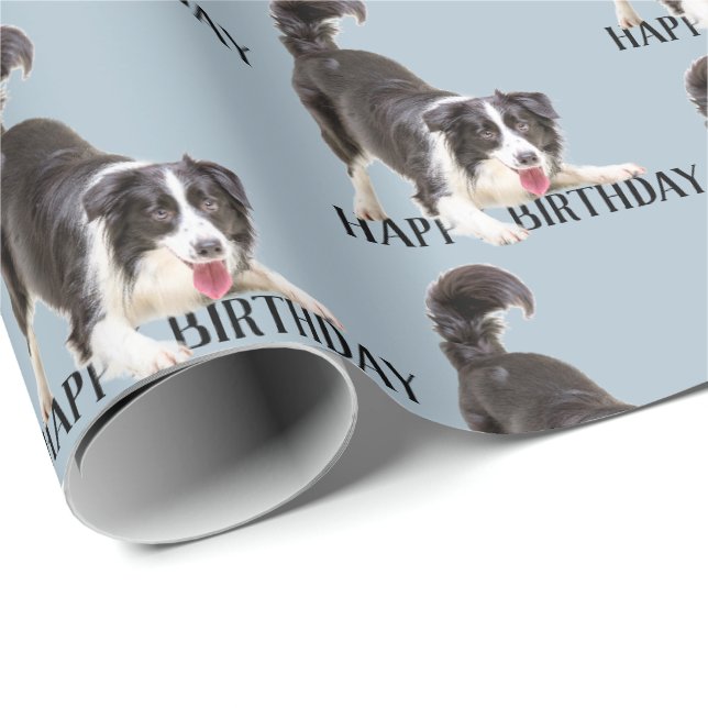 Papel De Regalo Collie fronteriza de cumpleaños en azul (Esquina del rollo)