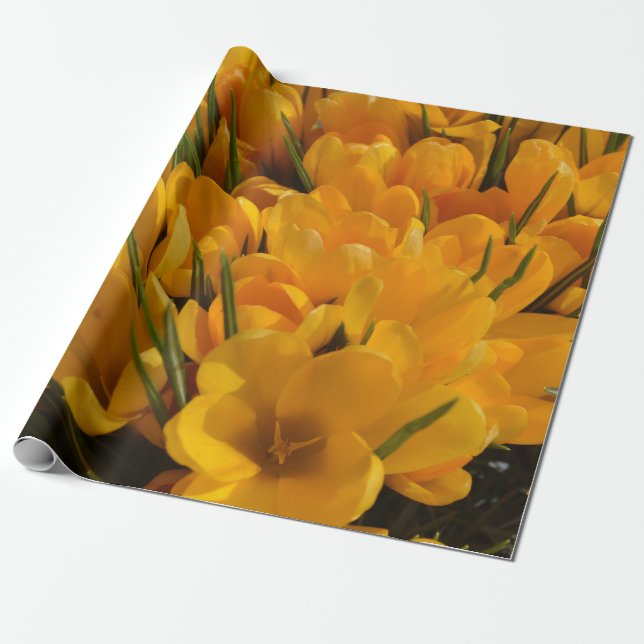 Papel De Regalo Crocus flavus amarillo - Flores Amarillas Doradas (Desenrollado)