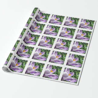 Papel De Regalo Crocus violeta de primavera
