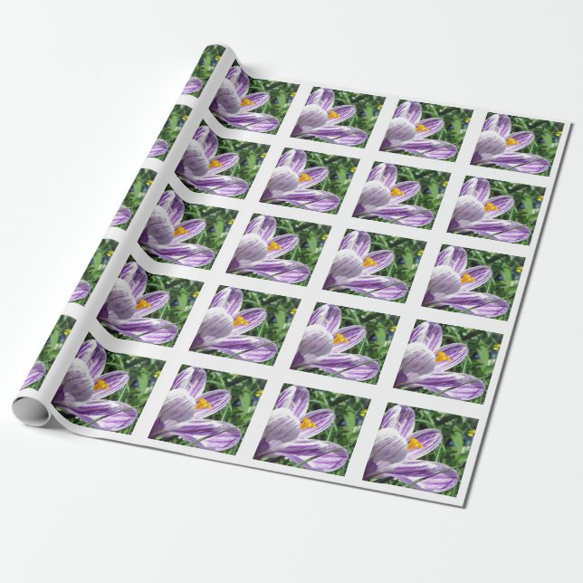 Papel De Regalo Crocus violeta de primavera (Desenrollado)