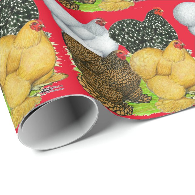 Papel De Regalo Cuatro gallinas de Cochin (Esquina del rollo)