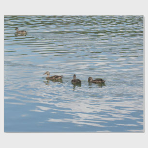 Papel De Regalo Cuatro patos en el río
