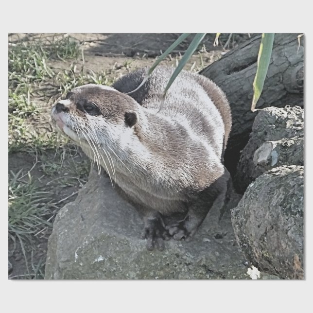 PAPEL DE REGALO CUTE OTTER (Superficie plana)
