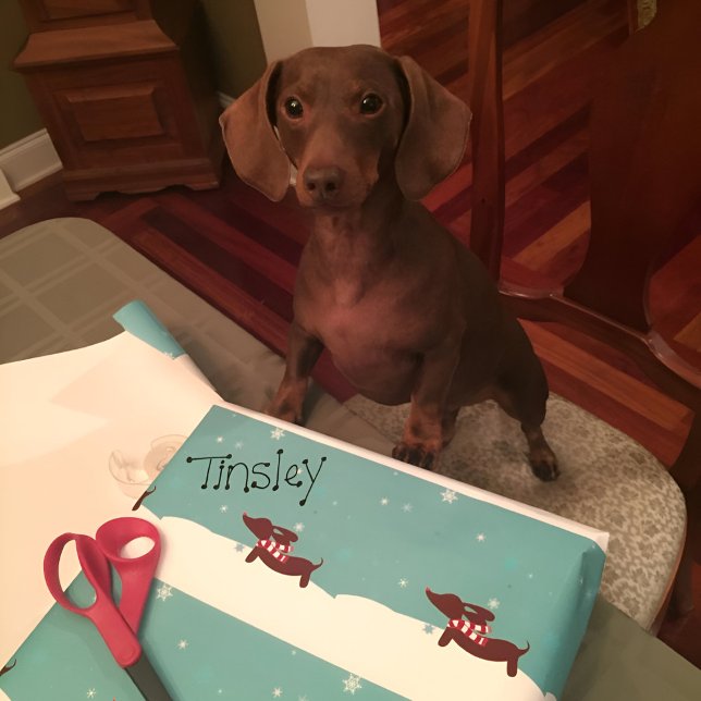 Papel De Regalo Dachshund Snowy Dachshund Scarf Gift Wrap (Dachshund through the snow gift wrap or wiener wonderland wrapping paper!)