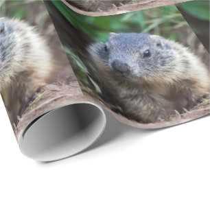 Papel de regalo de bebé marmota curioso