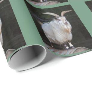 Papel de regalo de cabra enana africana