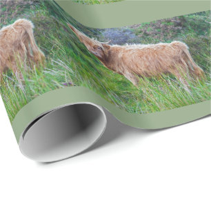 Papel de Regalo de Joven Vaca de las Tierras Altas