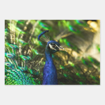 Papel de regalo de pavo real