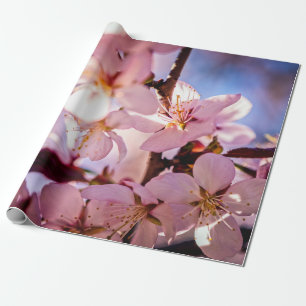 Papel De Regalo Dentro De Un Árbol Sakura