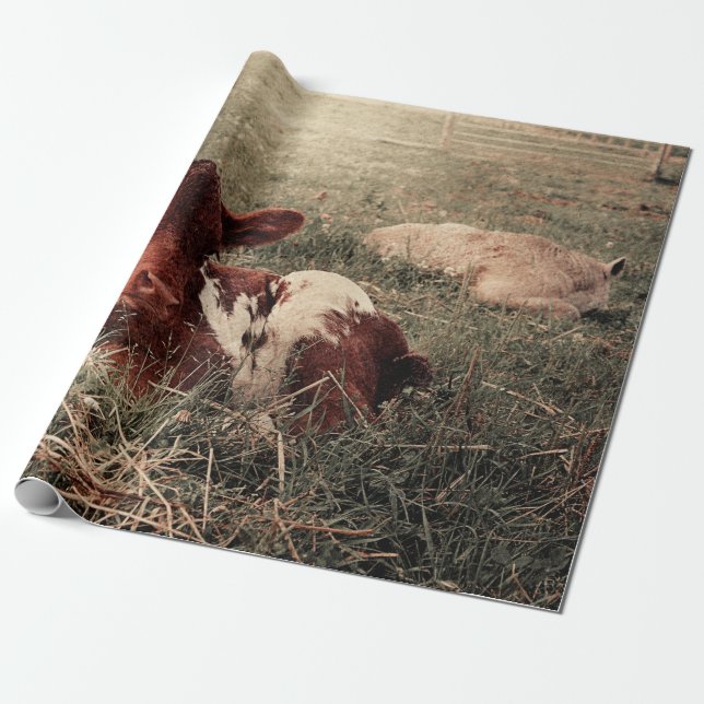 Papel De Regalo Desahuciar campo rústico de vaca (Desenrollado)