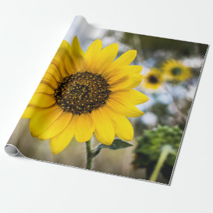 Papel De Regalo Deslumbramiento soleado