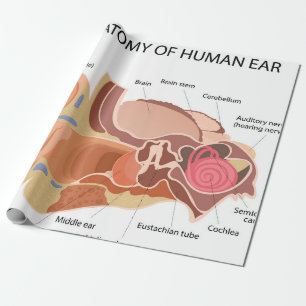 Papel De Regalo Diagrama anatómico del corazón