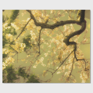 Papel De Regalo Diseño de las ramas de fletamento de cerezo de pa