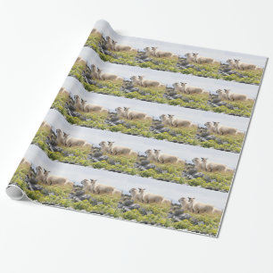 Papel De Regalo Diseños peculiares - ovejas en un campo