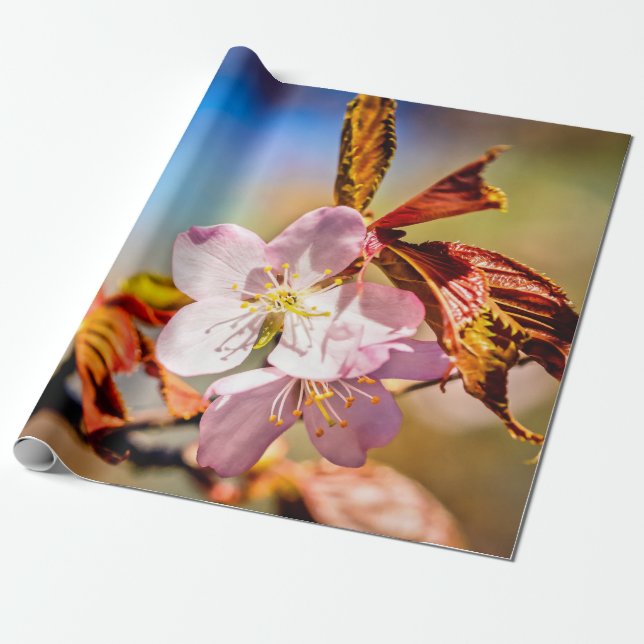 Papel De Regalo Dos flores de cerezo de Sakura (Desenrollado)