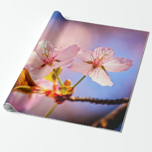 Papel De Regalo Dos flores de Sakura iluminadas por el sol