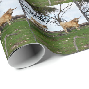 Papel De Regalo Dos vacas de altiplano en tierras rurales pacífica