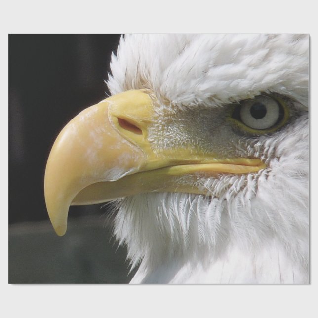 PAPEL DE REGALO EAGLE BIRD OF PREY  (Superficie plana)