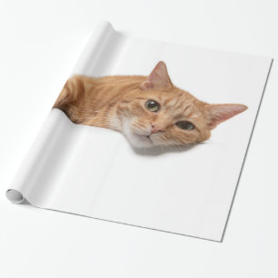 Papel De Regalo El gato del Naranja está caído