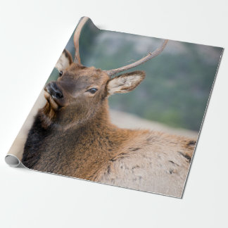 PAPEL DE REGALO ELK EN EL PARQUE NACIONAL DE LA MONTAÑA ROCKY - EL