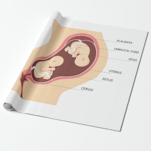 Papel De Regalo Embarazo gemelo dizigotico