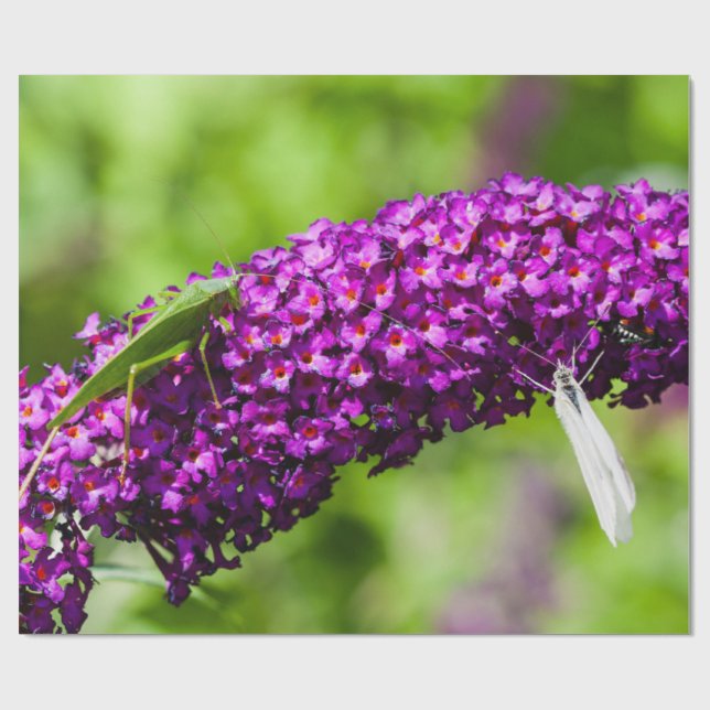 Papel De Regalo energía katydid (Superficie plana)