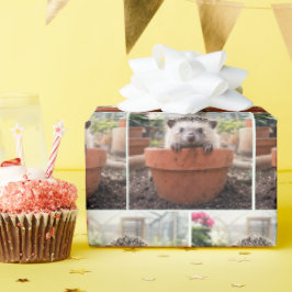 Papel De Regalo Erizo en una maceta de barro