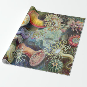 Papel De Regalo Ernst Haeckel Kunstformen der Natur Actiniae