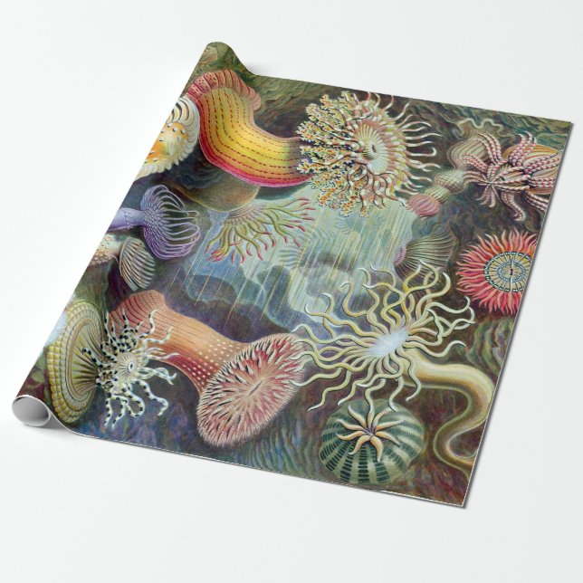 Papel De Regalo Ernst Haeckel Kunstformen der Natur Actiniae (Desenrollado)