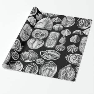 Papel De Regalo Ernst Haeckel Spirobranchia