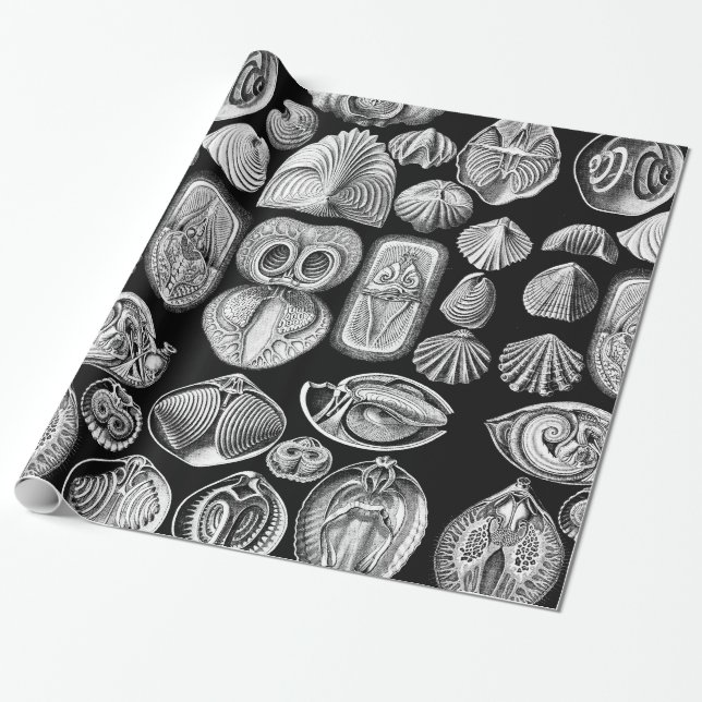 Papel De Regalo Ernst Haeckel Spirobranchia (Desenrollado)