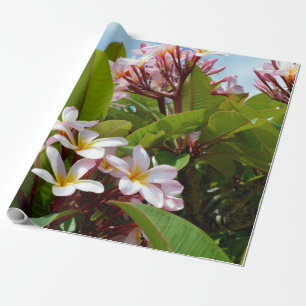 Papel De Regalo Esplendor Rosa, Frangipani Rosa Florece En Un Árbo