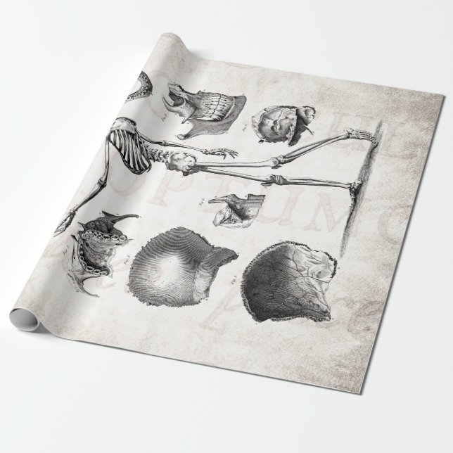 Papel De Regalo Esqueletos antiguos esqueléticos de la anatomía de (Desenrollado)