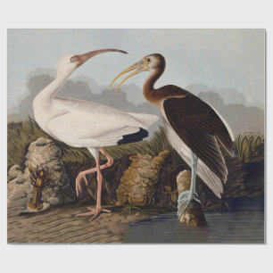 Papel De Regalo Estampa Clásica de Pájaro Ibis Blanco de John Jame