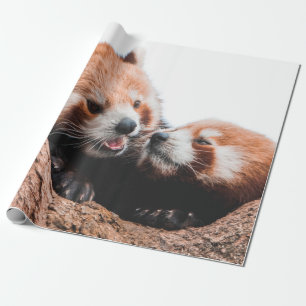 PAPEL DE REGALO FAMILIA CUTE KOALA BEAR