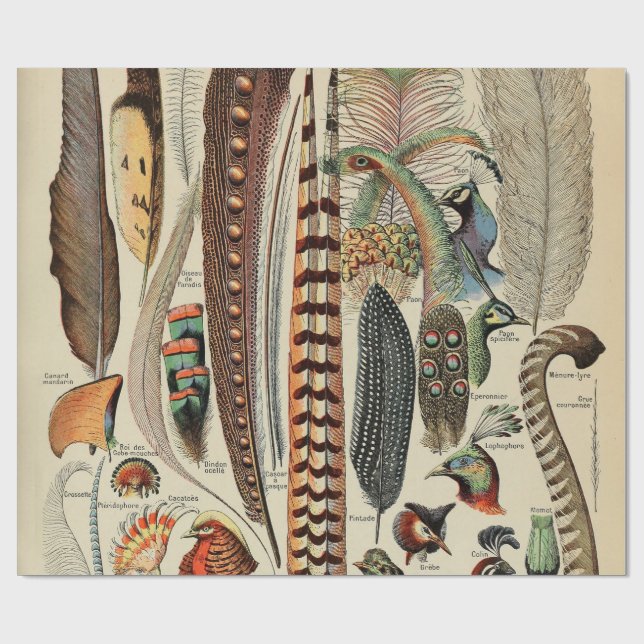 Papel De Regalo Feather Bird Wildlife Antigüedades Feathers (Superficie plana)
