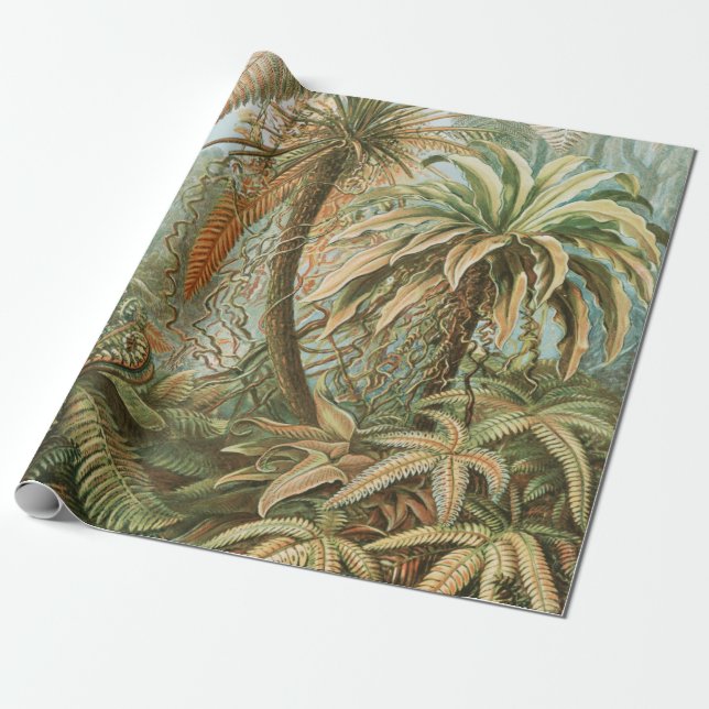 Papel De Regalo Fern, Filicinae Laubfarne, de Ernst Haeckel (Desenrollado)