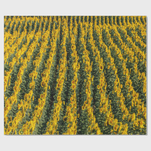 Papel De Regalo Filas de girasol