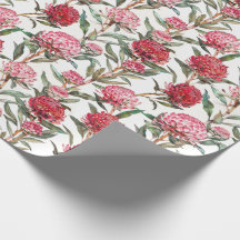 Flor de flores silvestres australiana Waratah