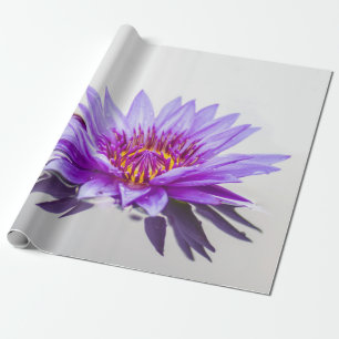 Papel De Regalo Flor de Loto Púrpura Blanca Zen
