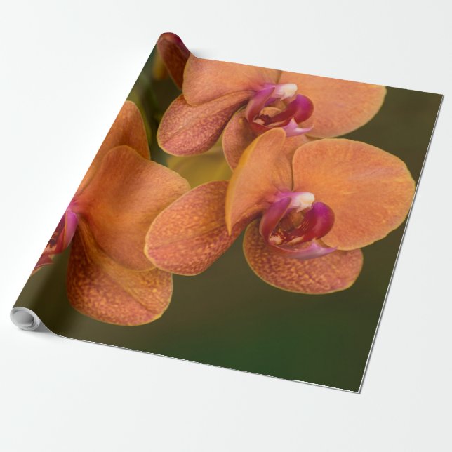 Papel De Regalo Flor orquídea naranja (Desenrollado)