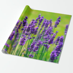 Papel De Regalo Flor púrpura de la lavanda