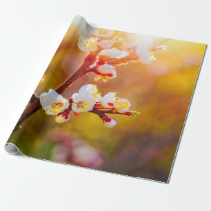Papel De Regalo Flores De Apricot Japonesas Al Atardecer Naranja