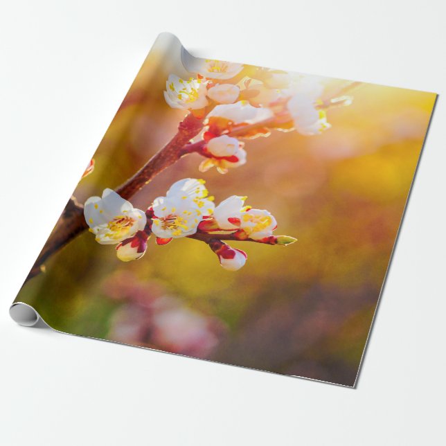 Papel De Regalo Flores De Apricot Japonesas Al Atardecer Naranja (Desenrollado)